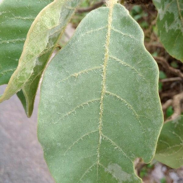 Solanum lycocarpum Leaf