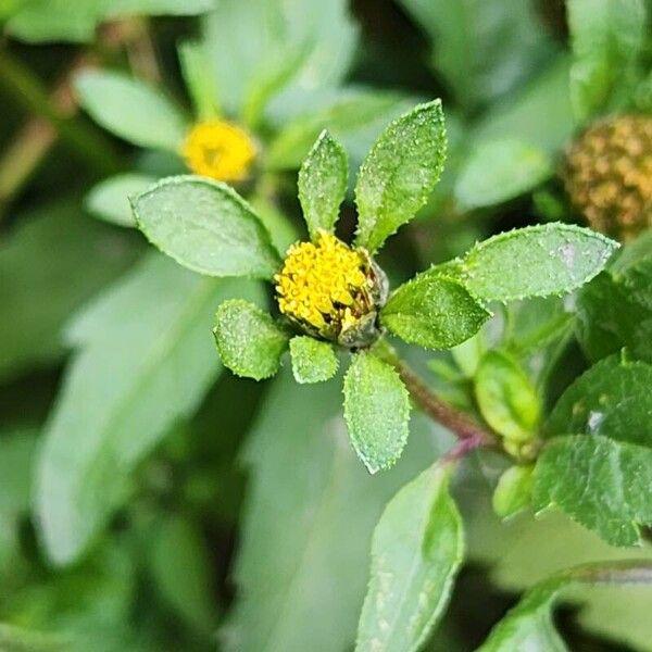 Bidens tripartita Flor