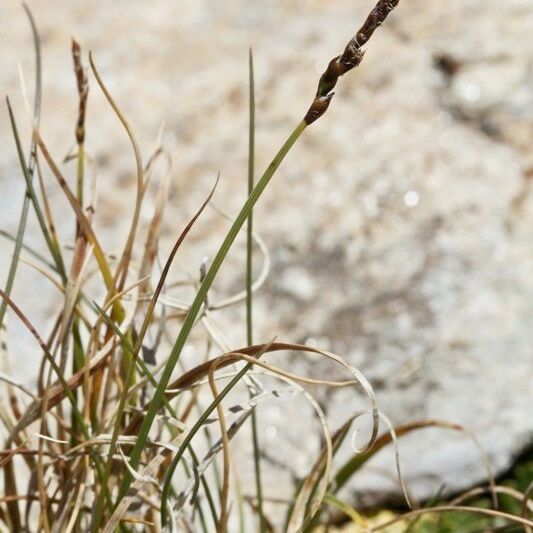 Carex rupestris Habit