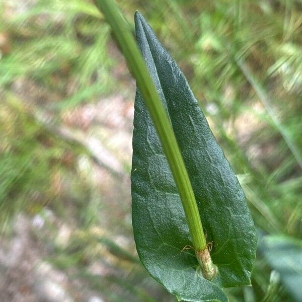 Rumex acetosa Blatt