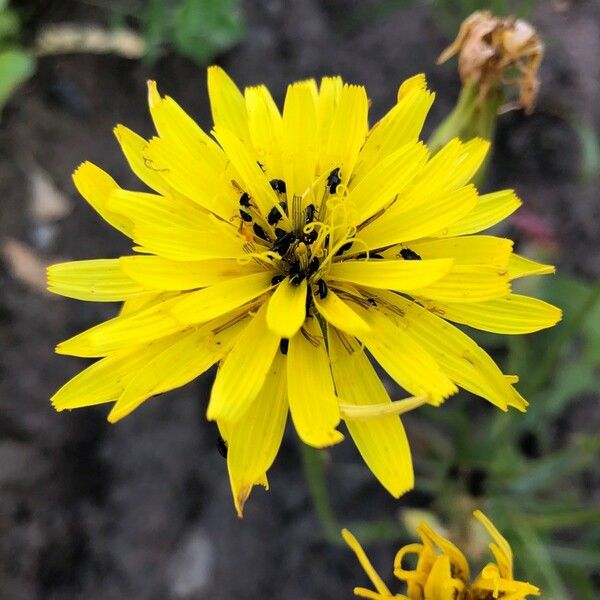 Scorzonera hispanica Flower