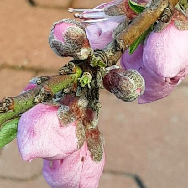 Prunus persica Cvet