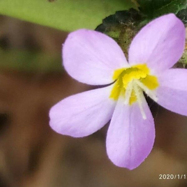 Melochia pyramidata Flower