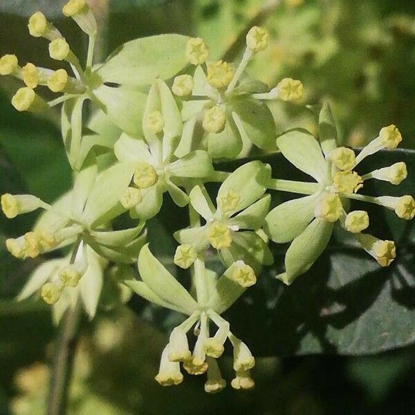 Bupleurum rotundifolium Flower