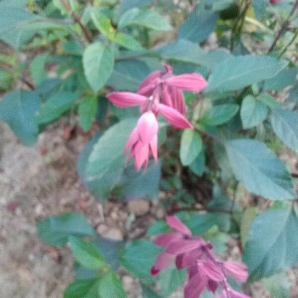 Salvia splendens Flor