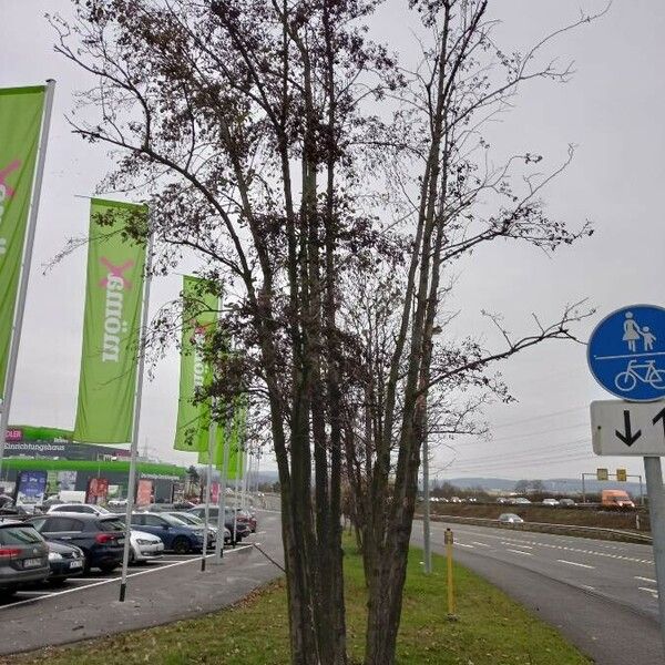 Alnus glutinosa Hábito