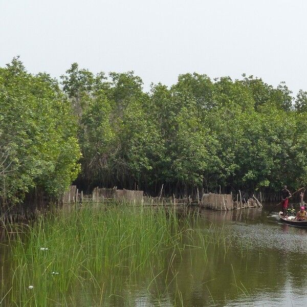 Avicennia marina Облик