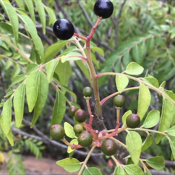 Clausena anisata Plod