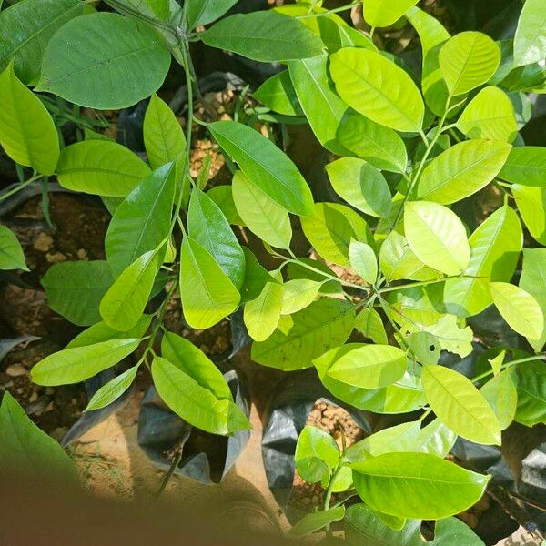 Myristica fragrans Leaf