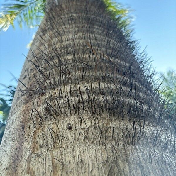 Acrocomia crispa 树皮