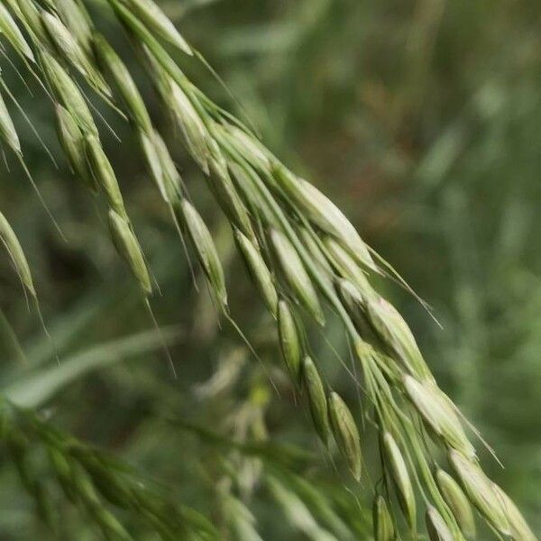 Bromus ramosus Õis