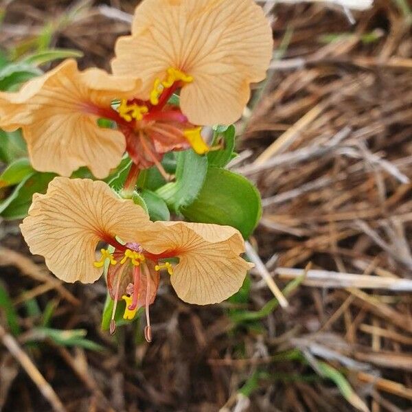Commelina reptans Flower