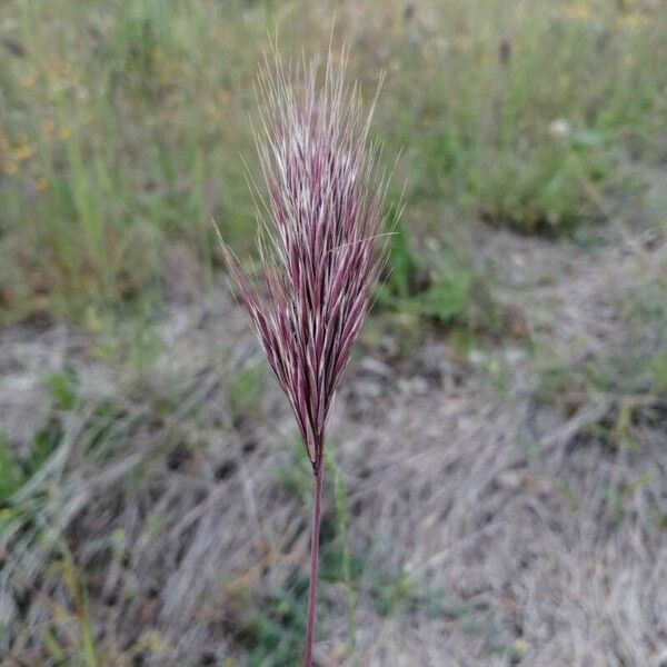 Bromus rubens Flower