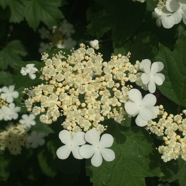 Viburnum sargentii Fleur