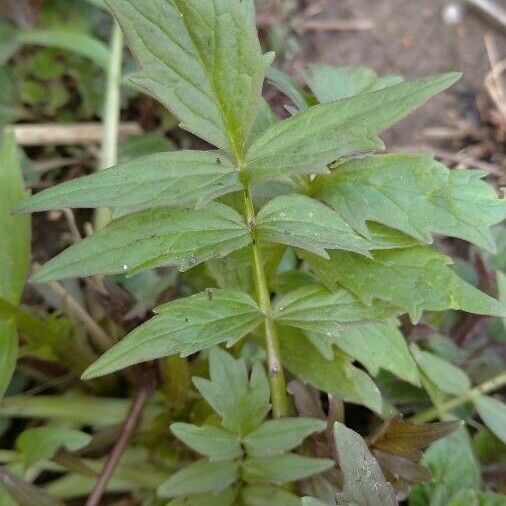 Valeriana officinalis Feuille