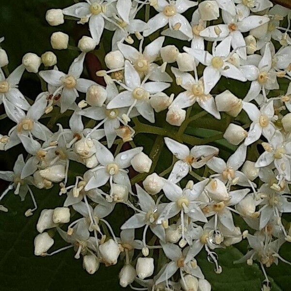 Cornus sericea Floare