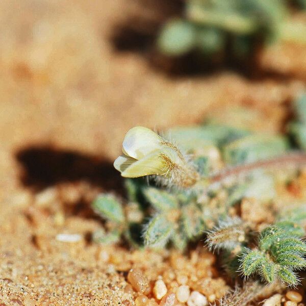 Astragalus eremophilus Fleur