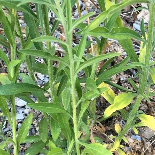 Conyza canadensis Blatt