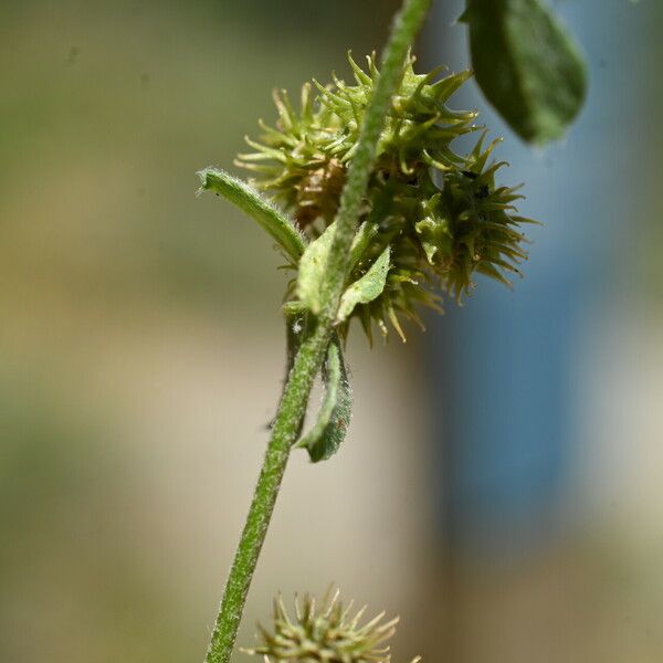 Medicago minima Frucht