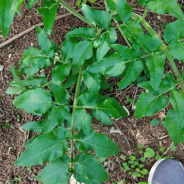 Opopanax chironium Blatt