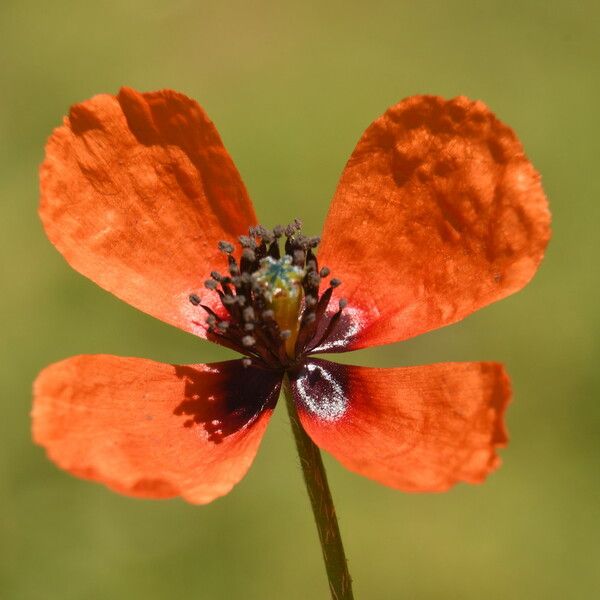 Papaver argemone Kvet