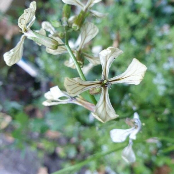 Eruca sativa Flower