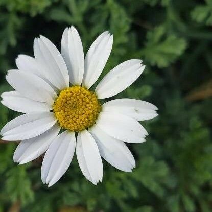 Anthemis maritima Flor