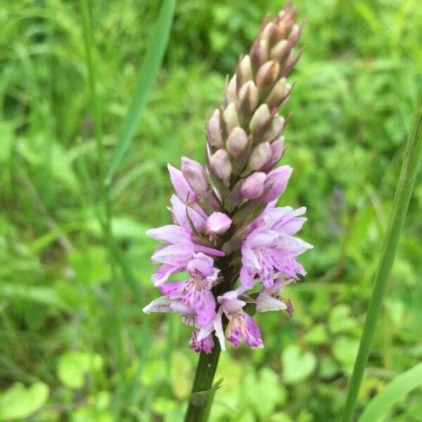 Dactylorhiza fuchsii Цветок