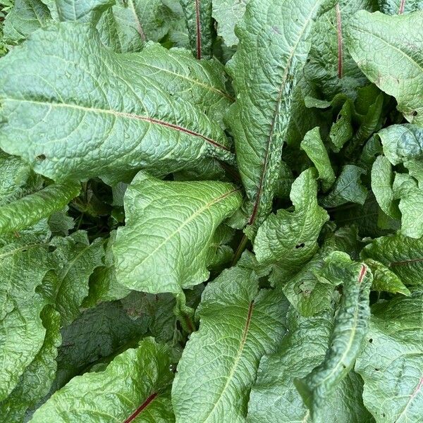 Rumex obtusifolius Leaf