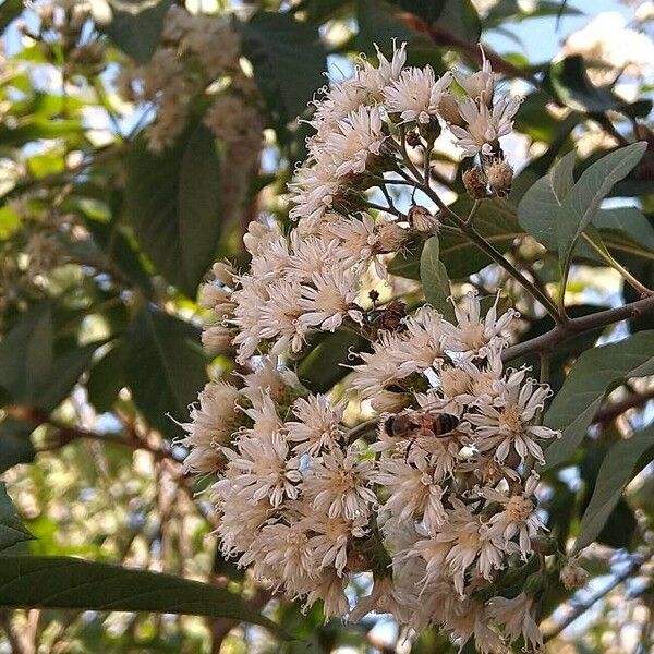 Gymnanthemum amygdalinum Lorea