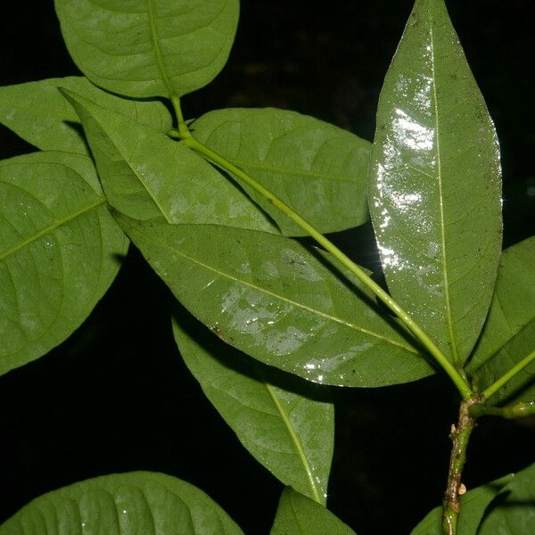 Peltostigma guatemalense Blad