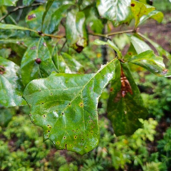 Quercus nigra Liść