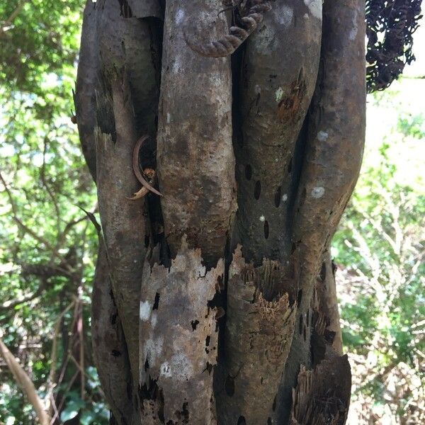 Cyathea glauca Bark