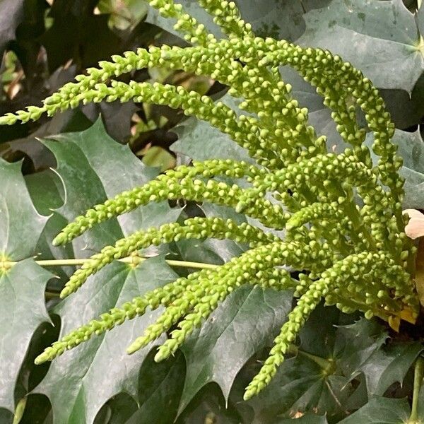 Berberis japonica Õis