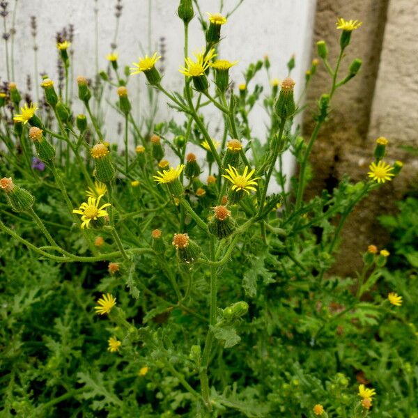 Senecio viscosus Habit