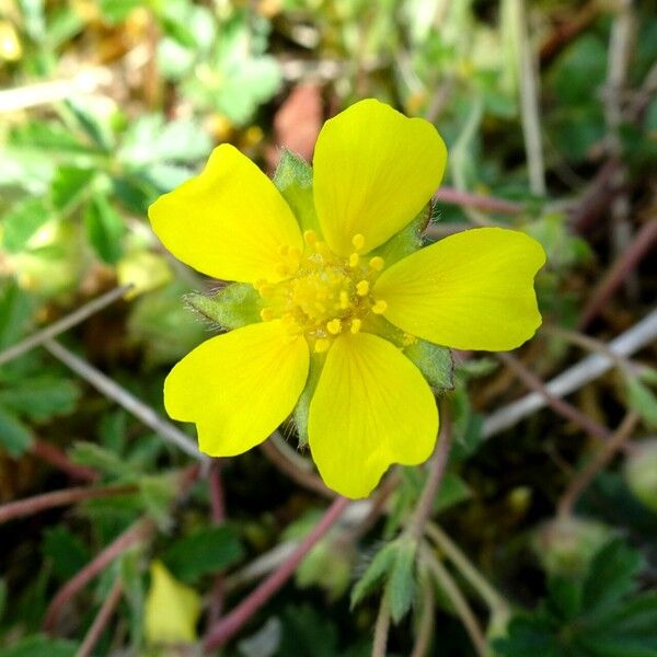 Potentilla verna Floare