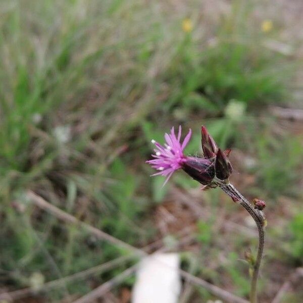 Crupina vulgaris Çiçek