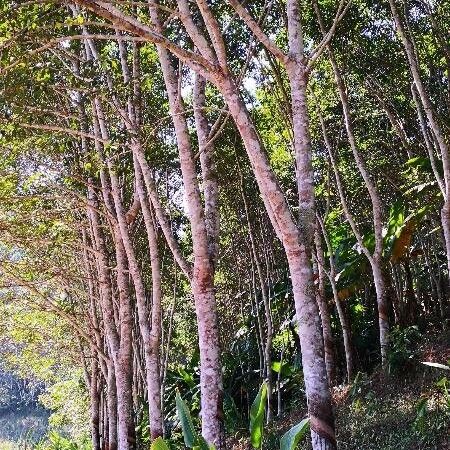 Hevea brasiliensis Habit