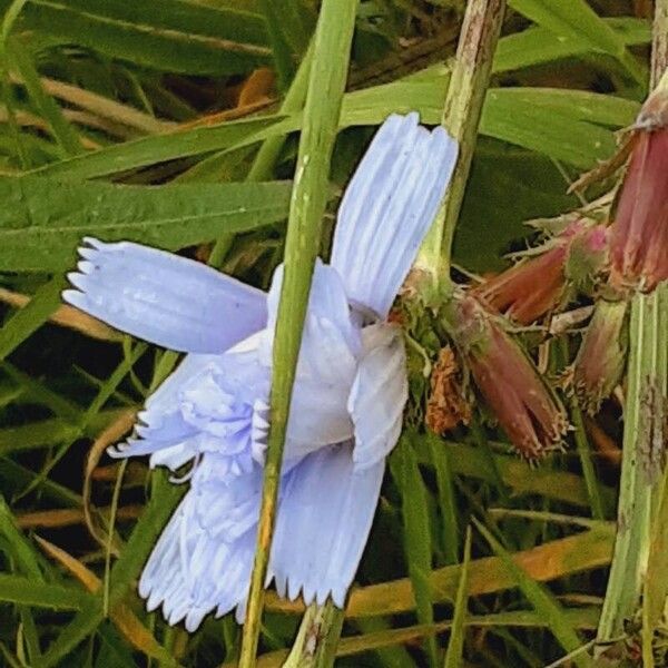 Cichorium endivia 花