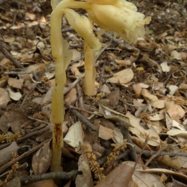 Monotropa hypopitys Habit