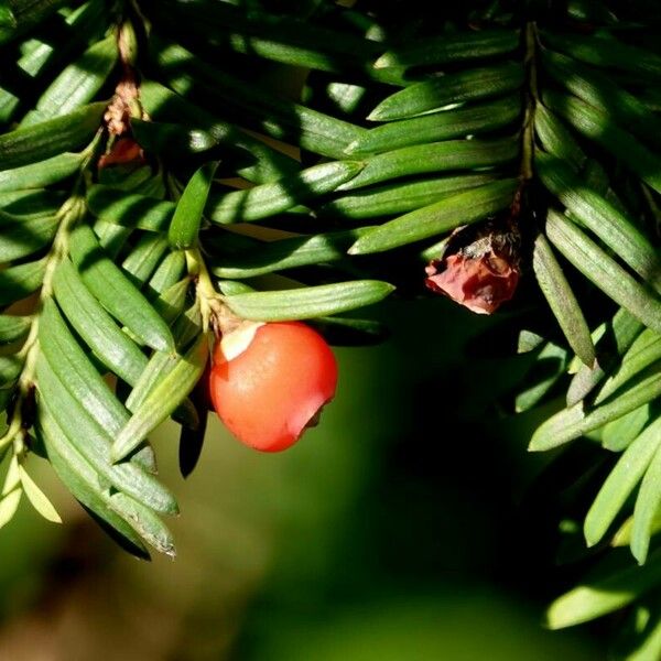 Taxus baccata ഇല