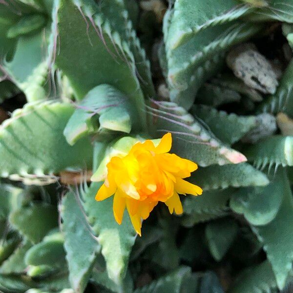 Faucaria tigrina Habitus