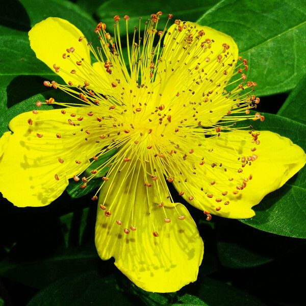 Hypericum calycinum Fiore