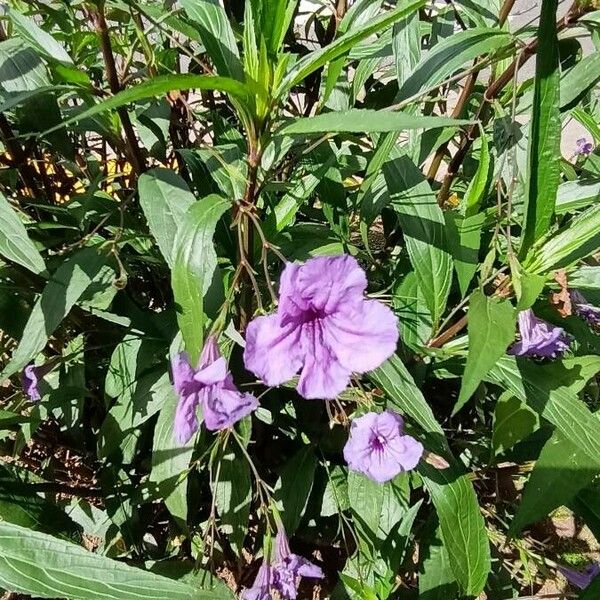 Ruellia simplex Çiçek