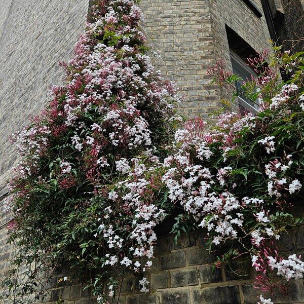 Jasminum polyanthum Habit