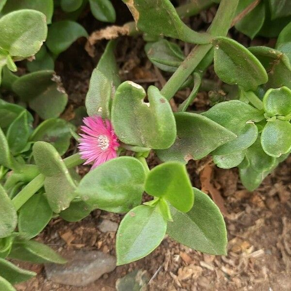 Mesembryanthemum cordifolium पत्ता