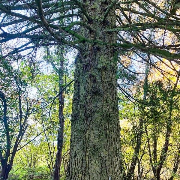 Abies grandis Habitus