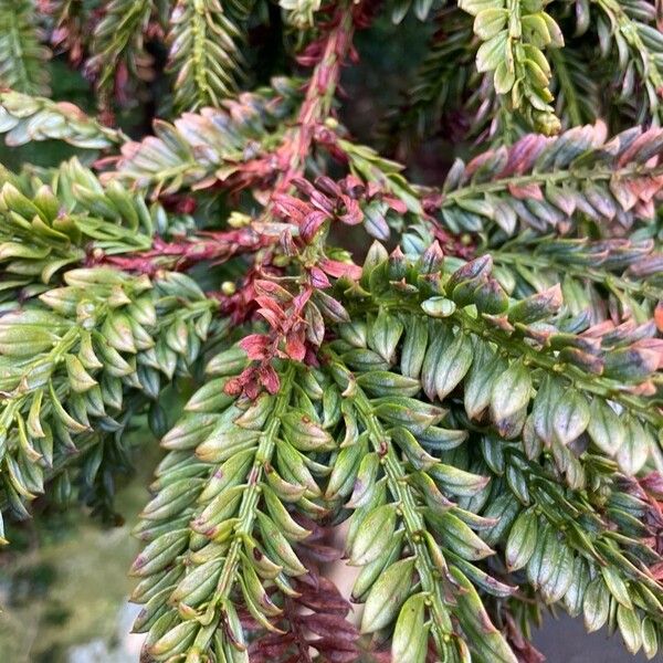 Sequoia sempervirens Deilen