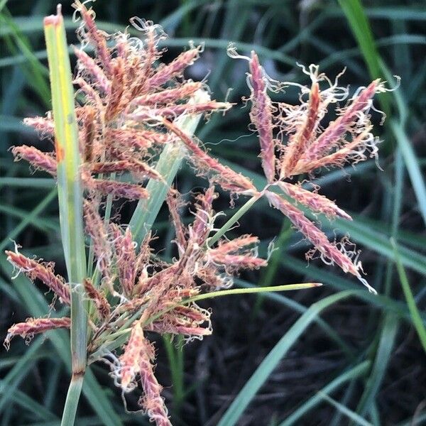 Cyperus rotundus Λουλούδι