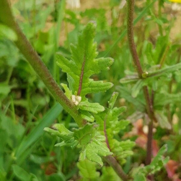 Diplotaxis erucoides Fulla